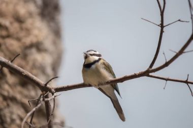 Beyaz boğazlı arı kuşugiller (arı kuşu albicollis)