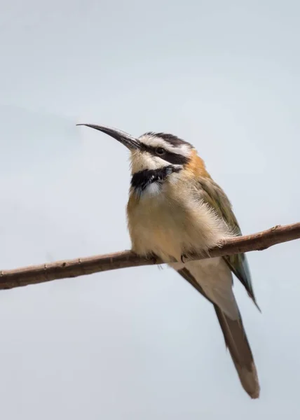 Comedor de abejas de garganta blanca (Merops albicollis ) —  Fotos de Stock