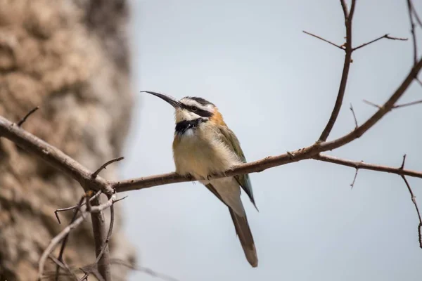 Mangeur d'abeilles à gorge blanche (Merops albicollis) ) — Photo