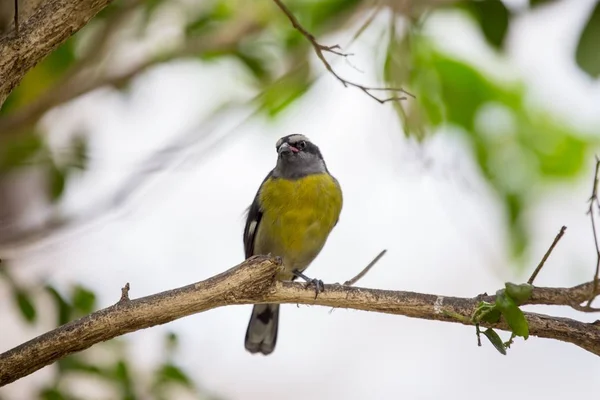 Бананакит (Coereba flaveola) ) — стоковое фото