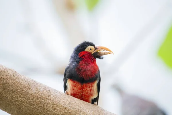 Barbet Berjenggot (Lybius dubius) — Stok Foto