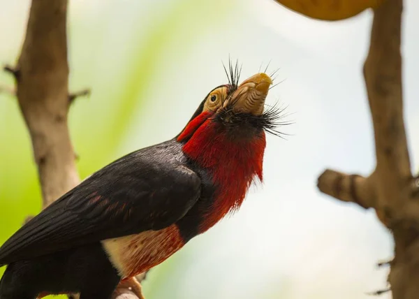 Bearded Barbet (Lybius dubius) — Stock Photo, Image