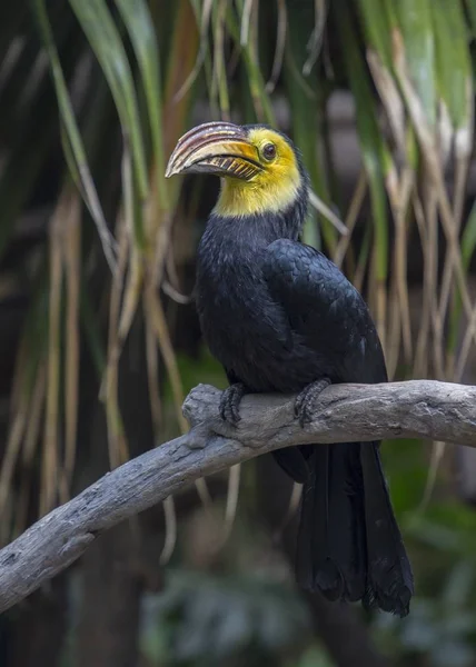 Hornbill de Sulawesi (Rhabdotorrhinus exarhatus ) — Fotografia de Stock