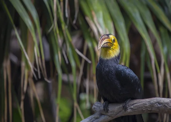 Sulawesi hornbill (Rhabdotorrhinus exarhatus) — Stock Photo, Image