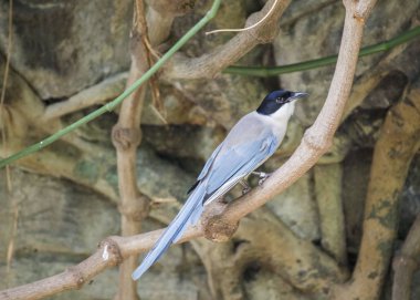 Azure kanatlı Saksağan (cyanopica cyanus)