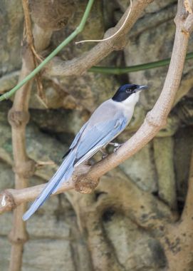 Azure kanatlı Saksağan (cyanopica cyanus)
