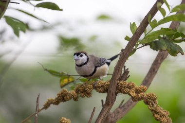 Çift çubuklu finch (Taeniopygia bichenovii) 