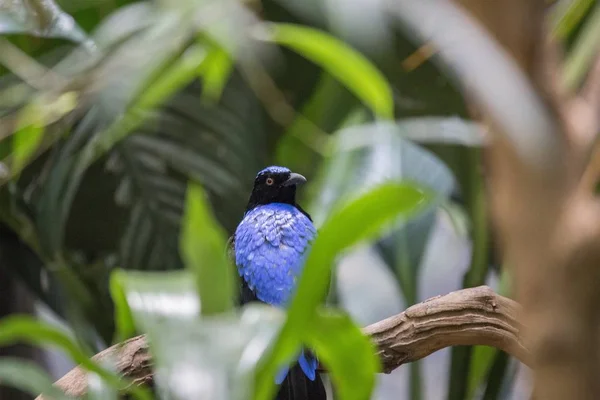Азиатская голубая птица (Irena puella) ) — стоковое фото
