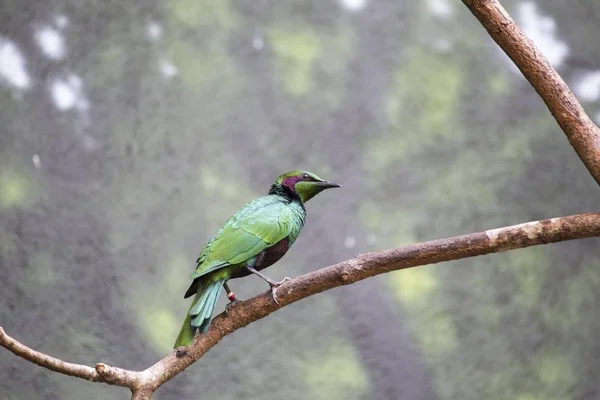 Emerald Starling (Lamprotornis iris) — Stock Photo, Image