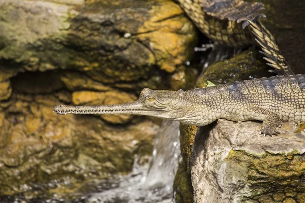 Gavial (Gavialis gangeticus ) — Fotografia de Stock