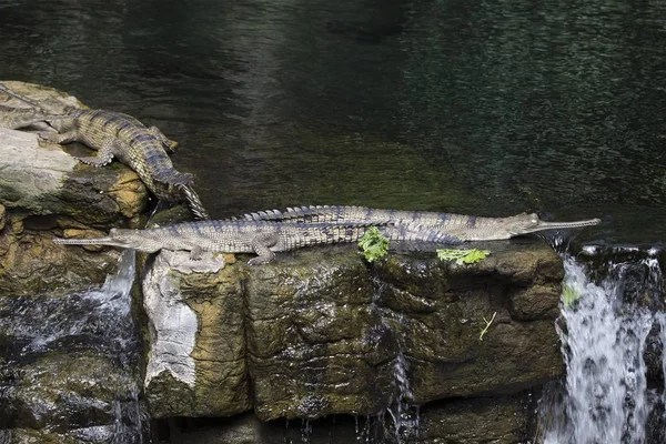 리알 (gavialis gangeticus) — 스톡 사진