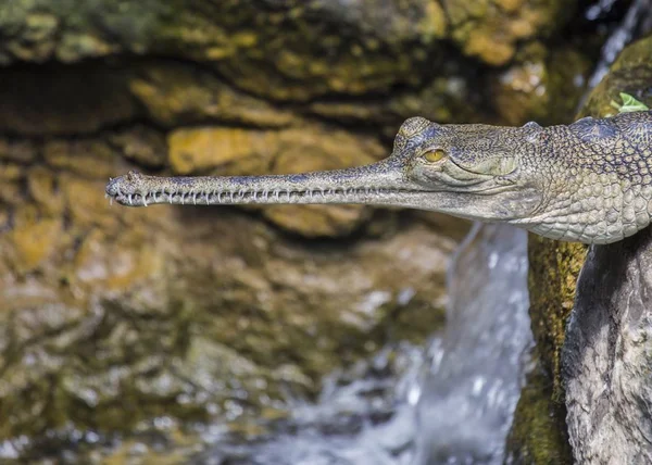 Gangeszi gaviál (gavialis-gangeticus) — Stock Fotó