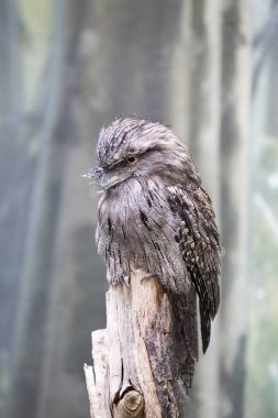 Tawny Frogmouth (Podargus Strigoides) 
