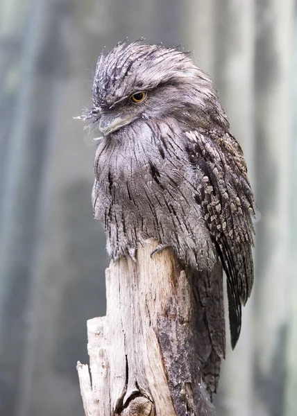 Tawny Frogmouth (Podargus strigoides)) — стокове фото