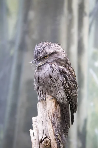 Tawny Paszczaki (Podargus strigoides) — Stock fotografie