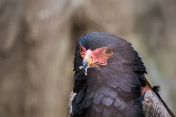 Bateleur (Terathopius ecaudatus) i — Photo