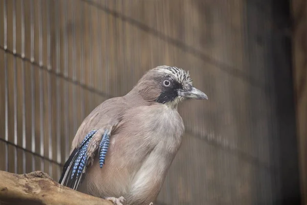 ユーラシア・ジェイ(Garrulus glandarius)) — ストック写真