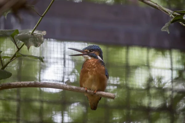 Kingfisher comum (Alcedo atthis ) — Fotografia de Stock