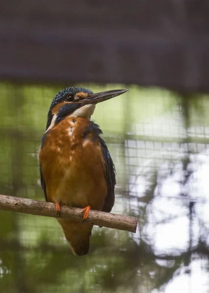 Gemensam kungsfiskare (Alcedo vid detta) — Stockfoto