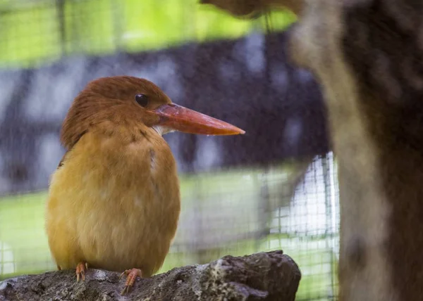 Ruddy Kingfisher (Halcyon coromanda — Stock Photo, Image