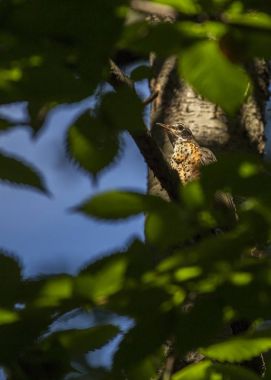 Amerikalı Robin (turdus migratorius)