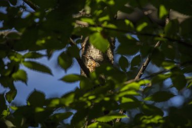 Amerikalı Robin (turdus migratorius)