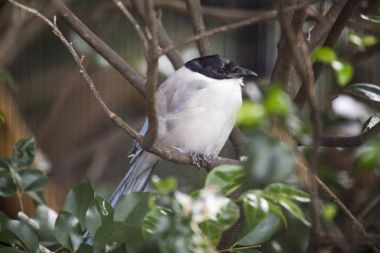 Azure kanatlı Saksağan (cyanopica cyanus)