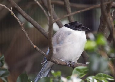 Azure kanatlı Saksağan (cyanopica cyanus)