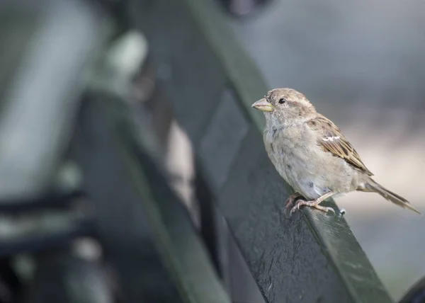 Tree Sparrow (Spizelloides arborea) — Stock Photo, Image