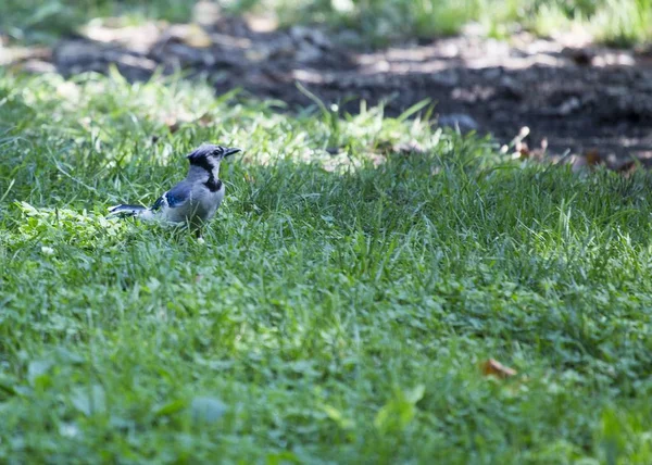 Jay (Cyanocitta cristata) — Fotografia de Stock