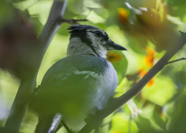 Jay (Cyanocitta cristata) — Stok fotoğraf