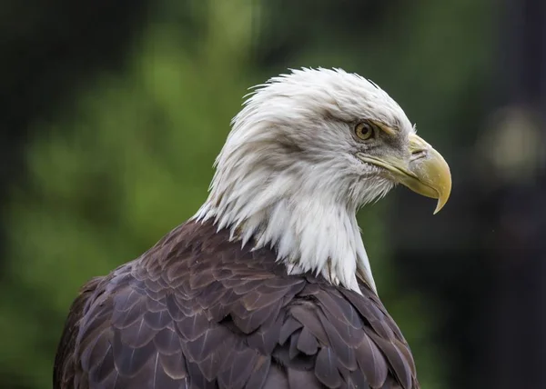 Kel Kartal (haliaeetus leucocephalus)) — Stok fotoğraf