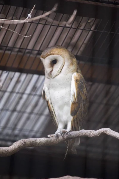 Barn Owl (Tyto alba) — Stock Photo, Image