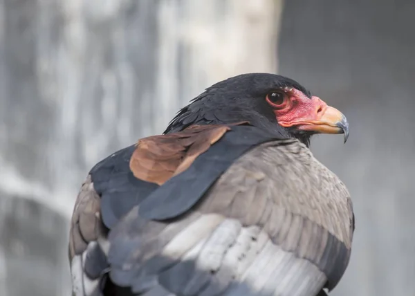 Bateleur (Terathopius ecaudatus) — Stok fotoğraf