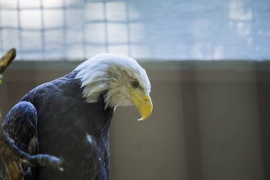 Amerikan Kel Kartalı (Haliaeetus leucocephalus)