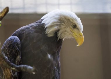 Amerikan Kel Kartalı (Haliaeetus leucocephalus)