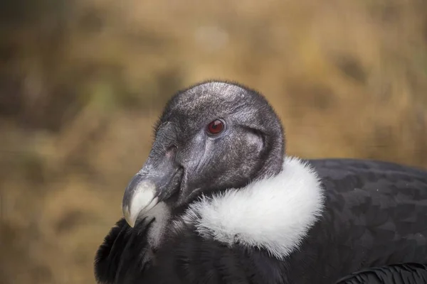 Andescondor (Vultur gryphus) — Stockfoto