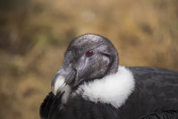 安第斯秃鹰（Vultur gryphus）) — 图库照片