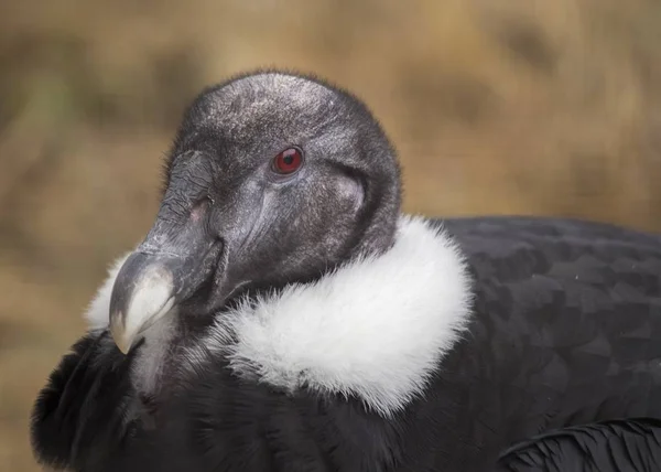 安第斯秃鹰（Vultur gryphus）) — 图库照片