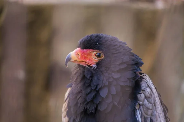 Goochelaar (vogel) (Terathopius ecaudatus) — Stockfoto