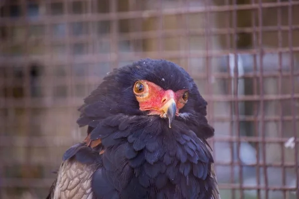 Bateleur (Terathopius ecaudatus) ) — Foto de Stock