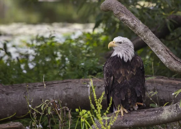 Amerikan Kel Kartalı (Haliaeetus leucocephalus)