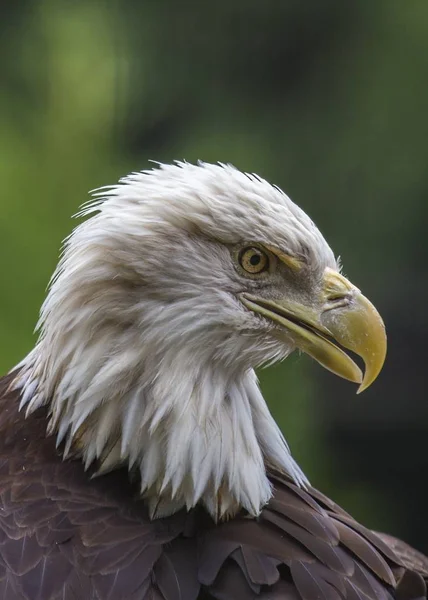 Американський лисий орел (haliaeetus liecocephalus ) — стокове фото