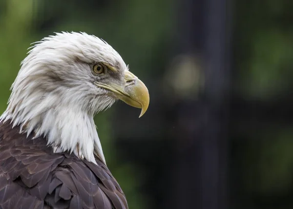 Американський лисий орел (haliaeetus liecocephalus ) — стокове фото