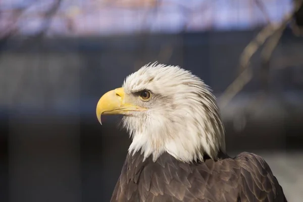 Американський лисий орел (haliaeetus liecocephalus ) — стокове фото