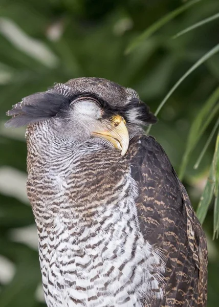 Пугач Малайська (Bubo sumatranus) — стокове фото