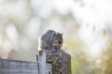 Gri Sincap (Sciurus carolinensis)