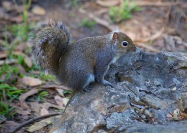Gri Sincap (Sciurus carolinensis)