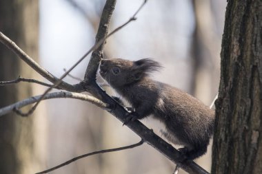 Avrasya kızıl sincabı (Sciurus vulgaris)