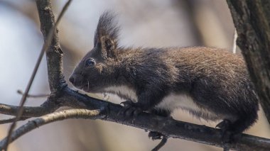 Avrasya kızıl sincabı (Sciurus vulgaris)